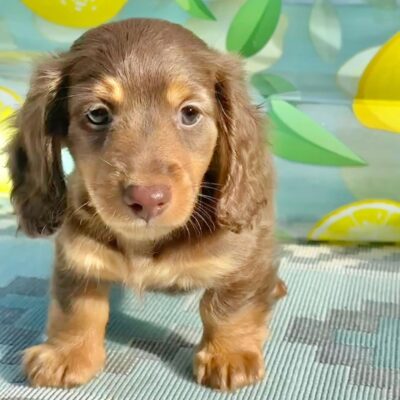Fluffy Dachshund Puppies for Sale | Premium Teacup Puppies