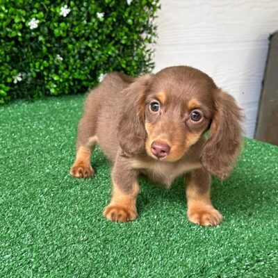 Mini Dachshund Puppies for Sale | Premium Teacup Puppies