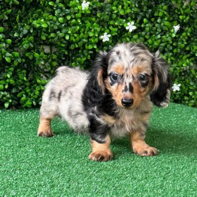 Dachshunds for Sale in Ohio | Premium Teacup Puppies