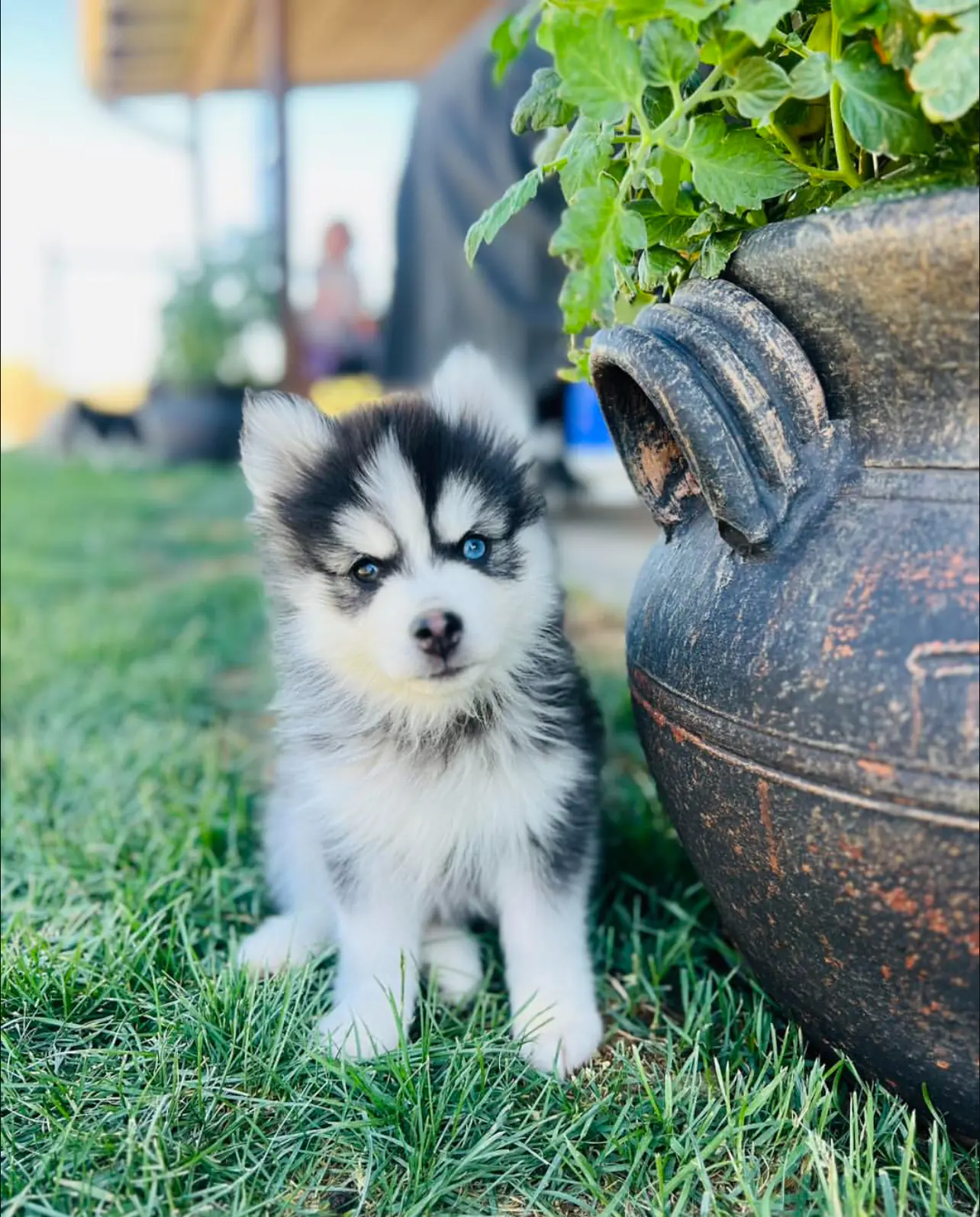 Teacup Pomsky Puppies