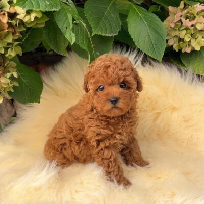 Toy Poodle Puppies for Sale | Premium Teacup Puppies