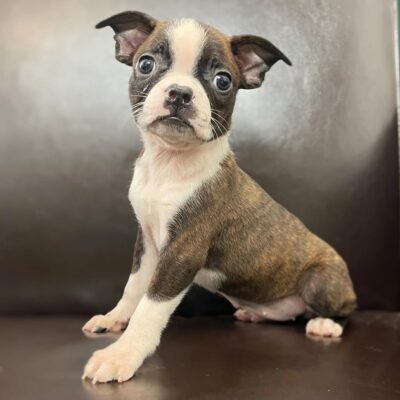Boston Terrier Puppies for Sale in Texas – Premium Teacup Puppies