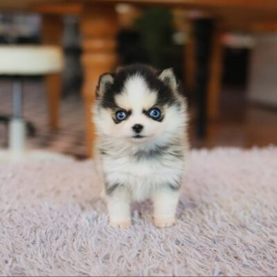 Pomsky Puppies for Sale | Premium Teacup Puppies