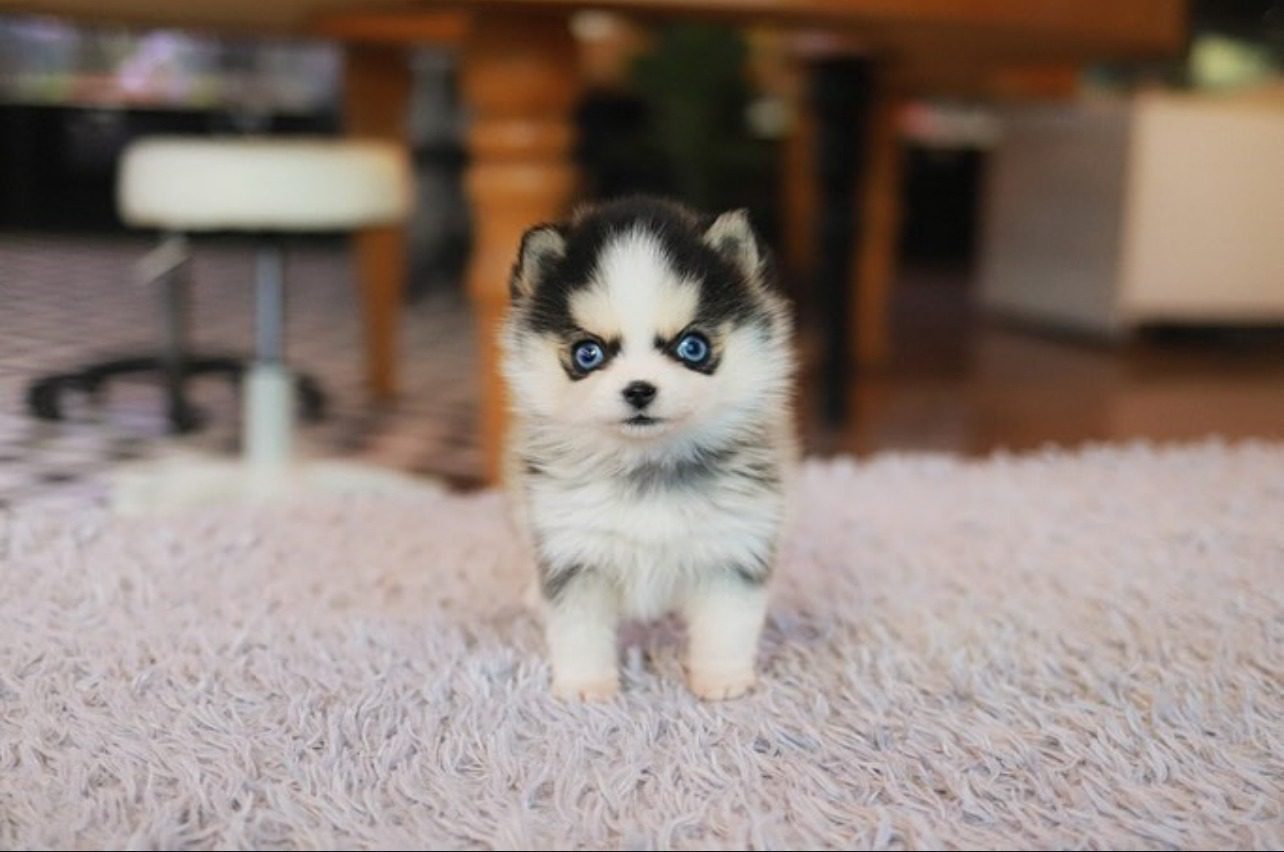 Pomsky Puppies for Sale | Premium Teacup Puppies
