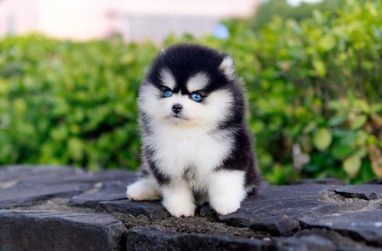 Affordable Pomsky Puppies for Sale Under $300