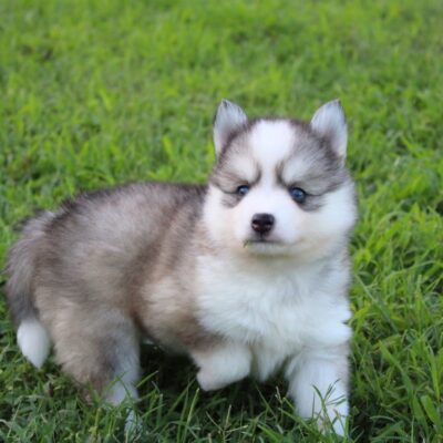 Pomsky Dogs for Sale | Premium Teacup Puppies