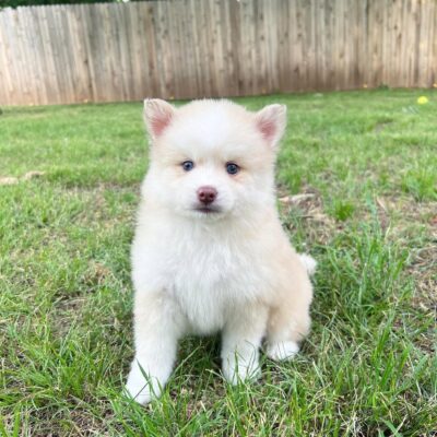 Mini Pomsky Puppies for Sale | Premium Teacup Puppies