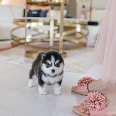 Pomsky Puppies for Sale | Premium Teacup Puppies