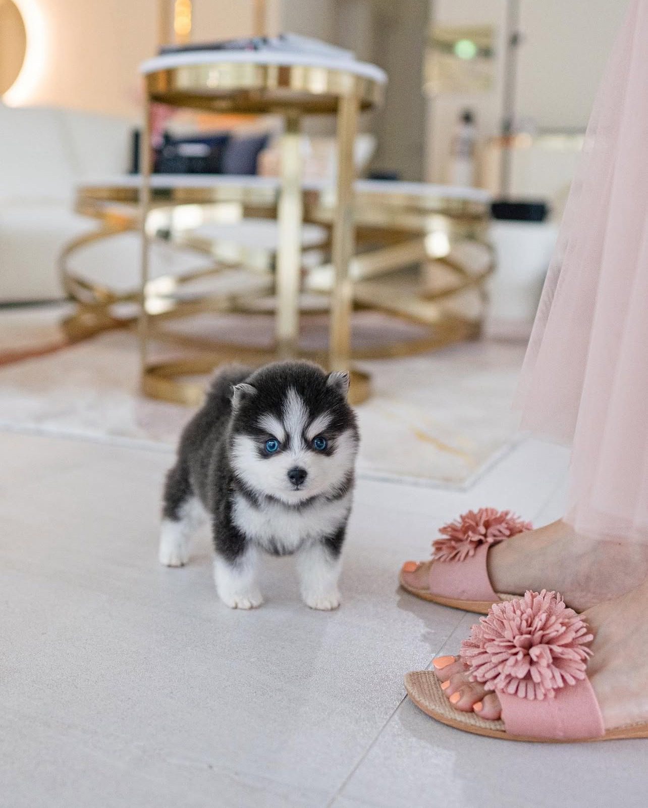 Pomsky Puppies for Sale | Premium Teacup Puppies