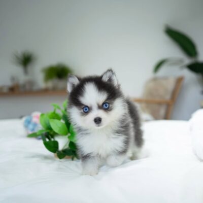 Pomskies for Sale | Premium Teacup Puppies