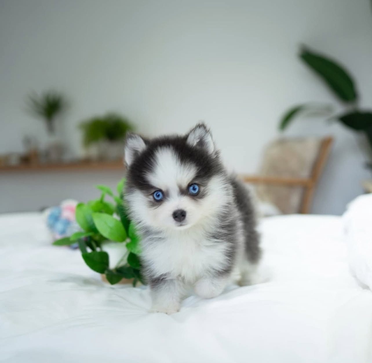 Pomskies for Sale | Premium Teacup Puppies