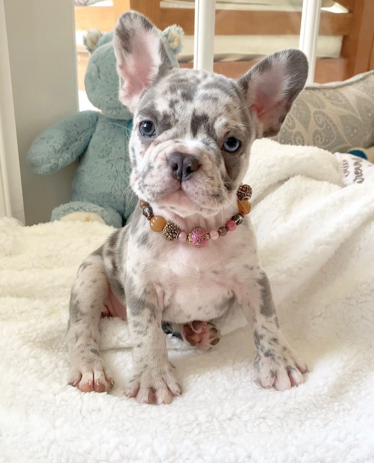 "Fluffy French Bulldog for Sale | Premium Teacup Puppies"