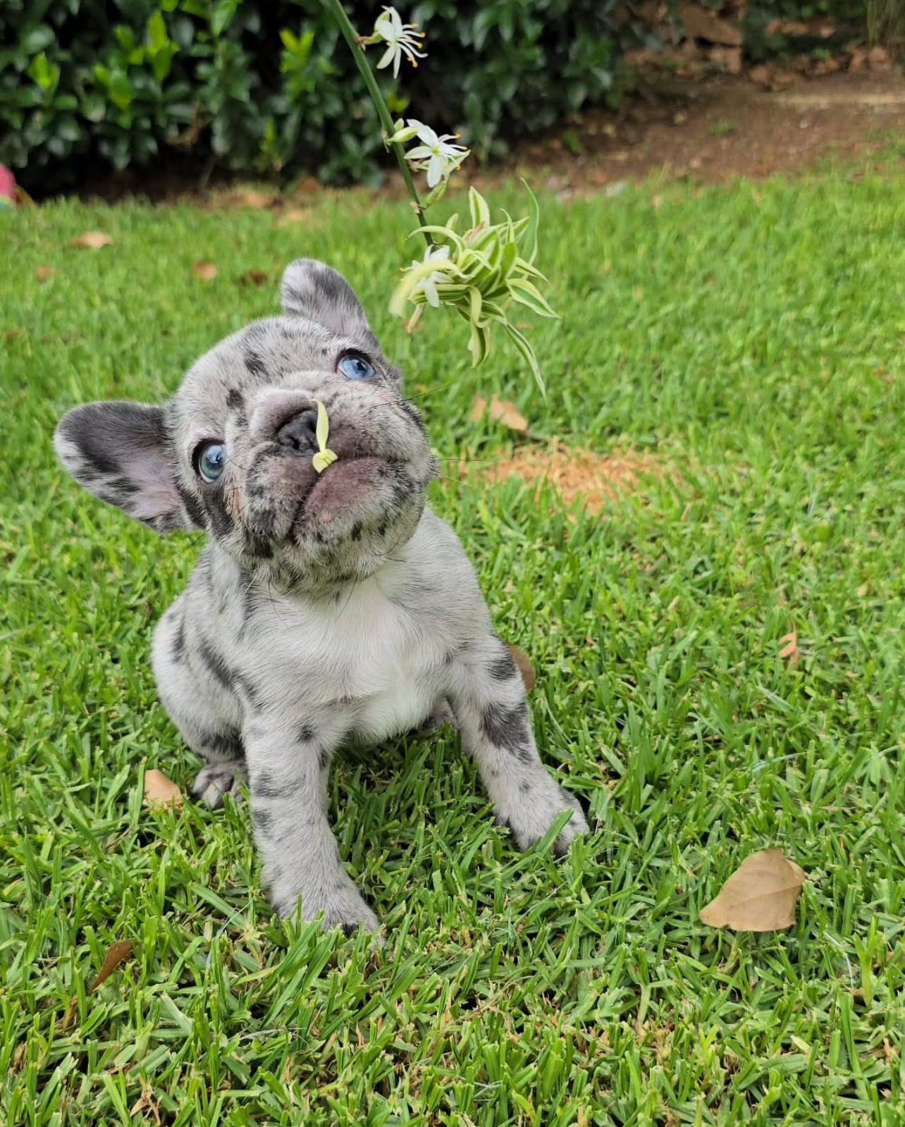 French Bulldog for Sale Cheap | Premium Teacup Puppies