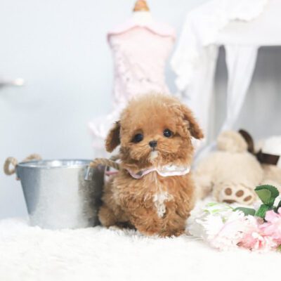 Adorable Maltipoo For Sale | Maltipoos For Sale