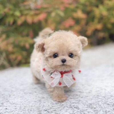 Maltipoo Bonney Lake WA - Premium Teacup Puppies