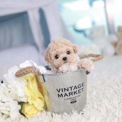 Miniature Maltipoo for sale - Premium Teacup Puppies