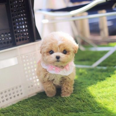Maltipoo Puppies For Sale In Houston - Premium Teacup Puppies