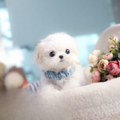 Teacup Maltese Puppy for Sale – Premium Teacup Puppies