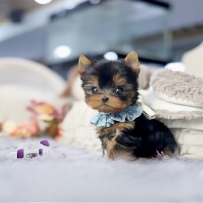 Teacup yorkie for sale up to $400 in Texas - Premium Teacup Puppies