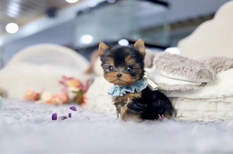 Teacup yorkie for sale up to $400 in Texas - Premium Teacup Puppies