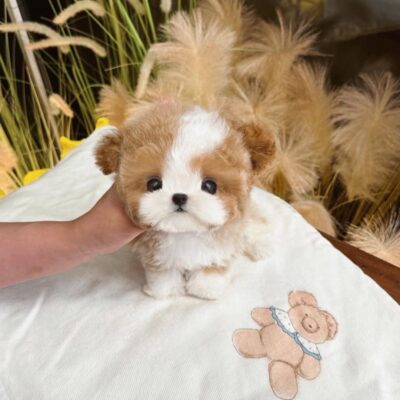 Blue Merle Poodle Puppies for Sale | Premium Teacup Puppies