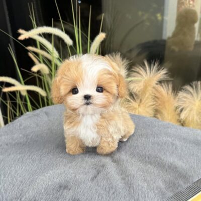 Toy Maltipoo Puppies For Sale | Toy Maltipoo For Sale