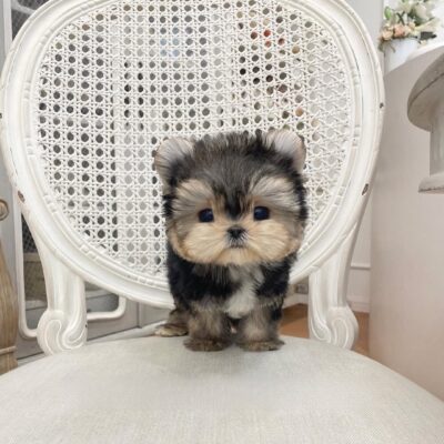 Morkie for Sale | Premium Teacup Puppies