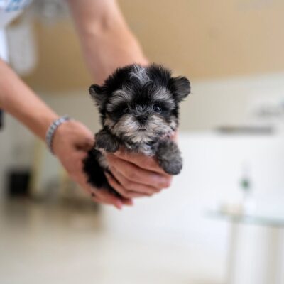 Morkie Puppies for Sale Near Me | Premium Teacup Puppies