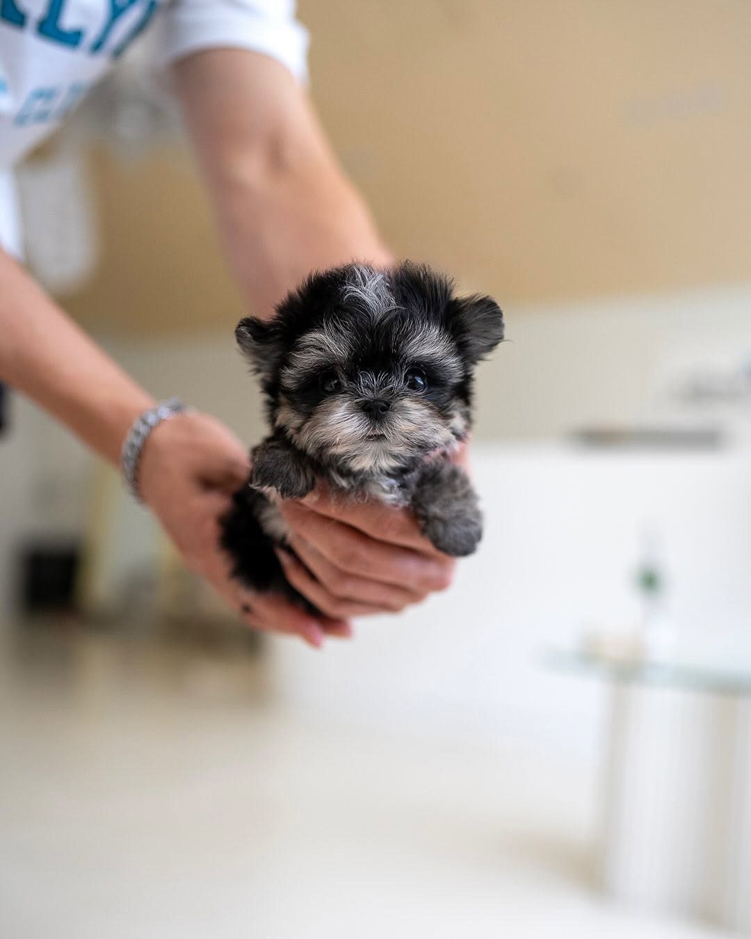 Morkie Puppies for Sale Near Me | Premium Teacup Puppies