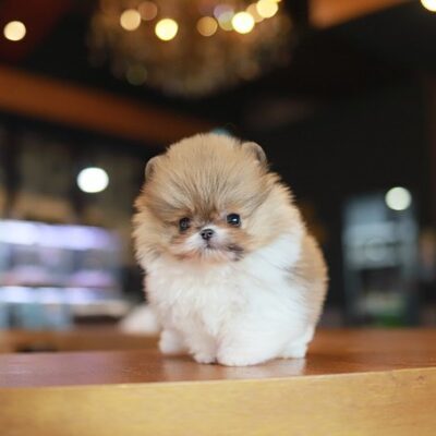 Teacup Pomeranian puppies for sale $250