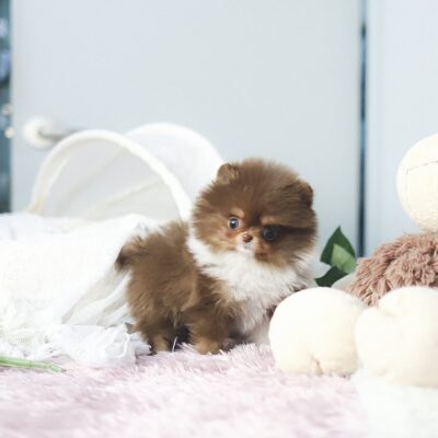 Find Your Perfect Black Pomeranian – Premium Teacup Puppies