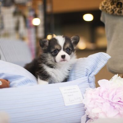 Corgi puppies for adoption | Premium Teacup Puppies