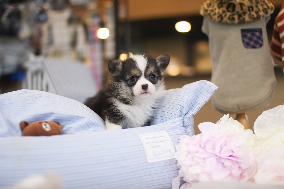 Corgi puppies for adoption | Premium Teacup Puppies