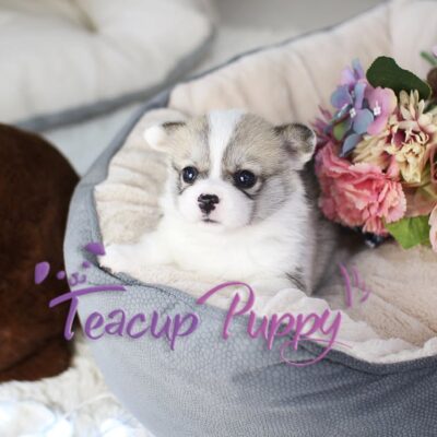 Corgi Puppies for Sale Near me | Premium Teacup Puppies​