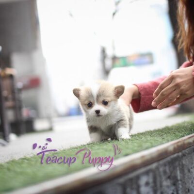 Corgi Puppies for Sale in Ohio | Premium Teacup Puppies