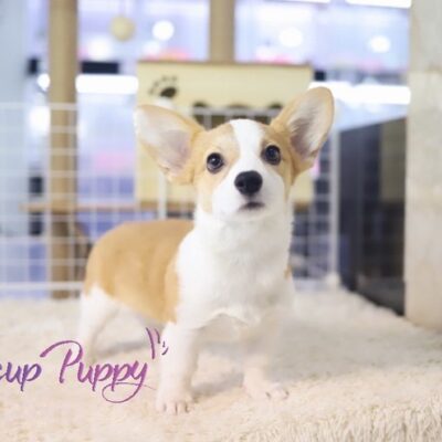 Corgi Puppies for Sale in California | Premium Teacup Puppies