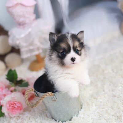Corgi Puppies for Sale Under $200 | Premium Teacup Puppies