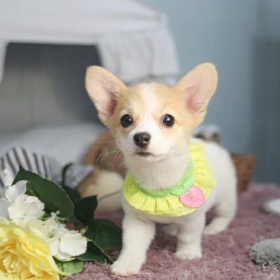 Mini Corgi Puppies for Sale | Premium Teacup Puppies