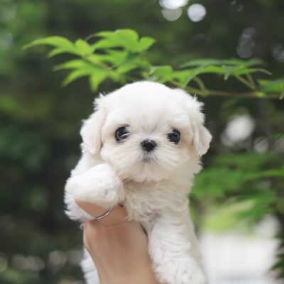 Cute Maltese Maltese Puppies for Sale | Premium Teacup Puppies