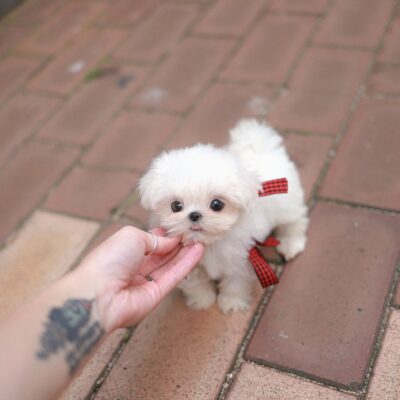 Teacup Maltese for Sale – Premium Teacup Puppies