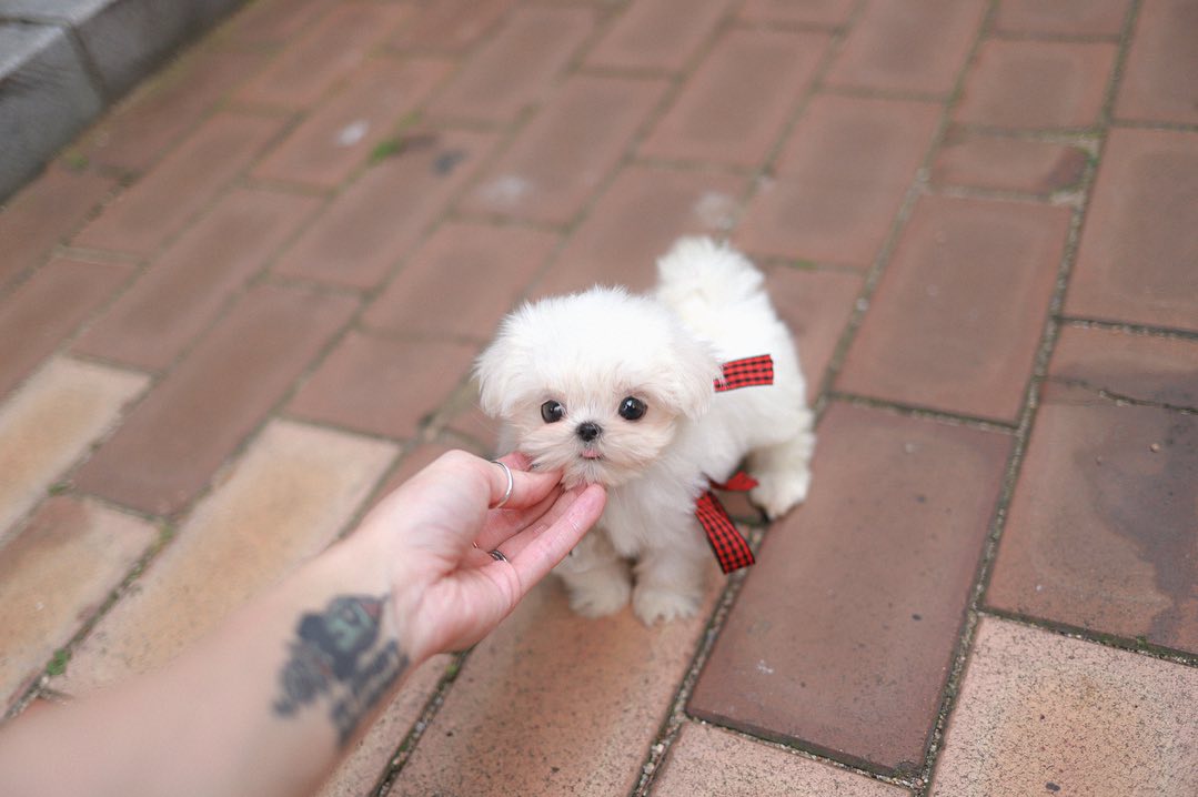 Teacup Maltese for Sale – Premium Teacup Puppies