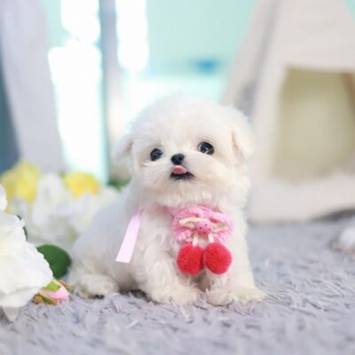 Teacup Maltese Dog for Sale – Premium Teacup Puppies