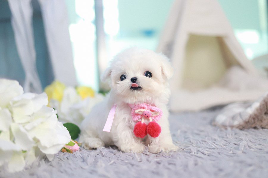 Teacup Maltese Dog for Sale – Premium Teacup Puppies