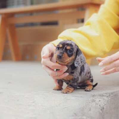 Dapple Dachshund Puppies for Sale – Premium Teacup Puppies