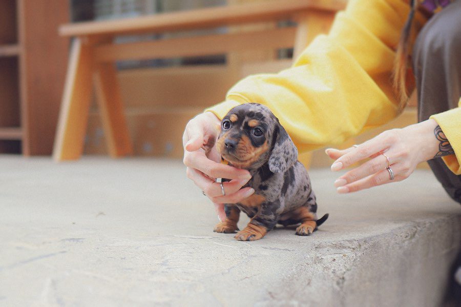 Dapple Dachshund Puppies for Sale – Premium Teacup Puppies