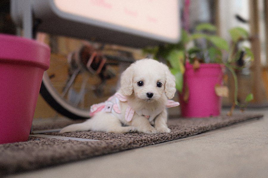 English Cream Dachshund for Sale – Premium Teacup Puppies