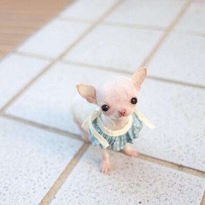 Chihuahua Breeders at Premium Teacup Puppies