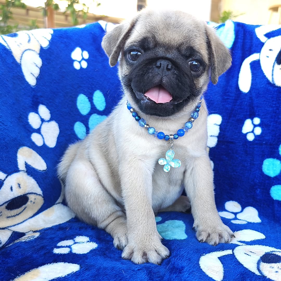 Pug Puppies for Sale in Ohio | Premium Teacup Puppies