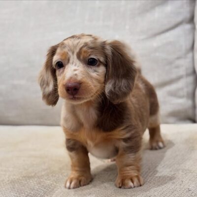 Dapple Dachshund Puppies for Sale | Premium Teacup Puppies