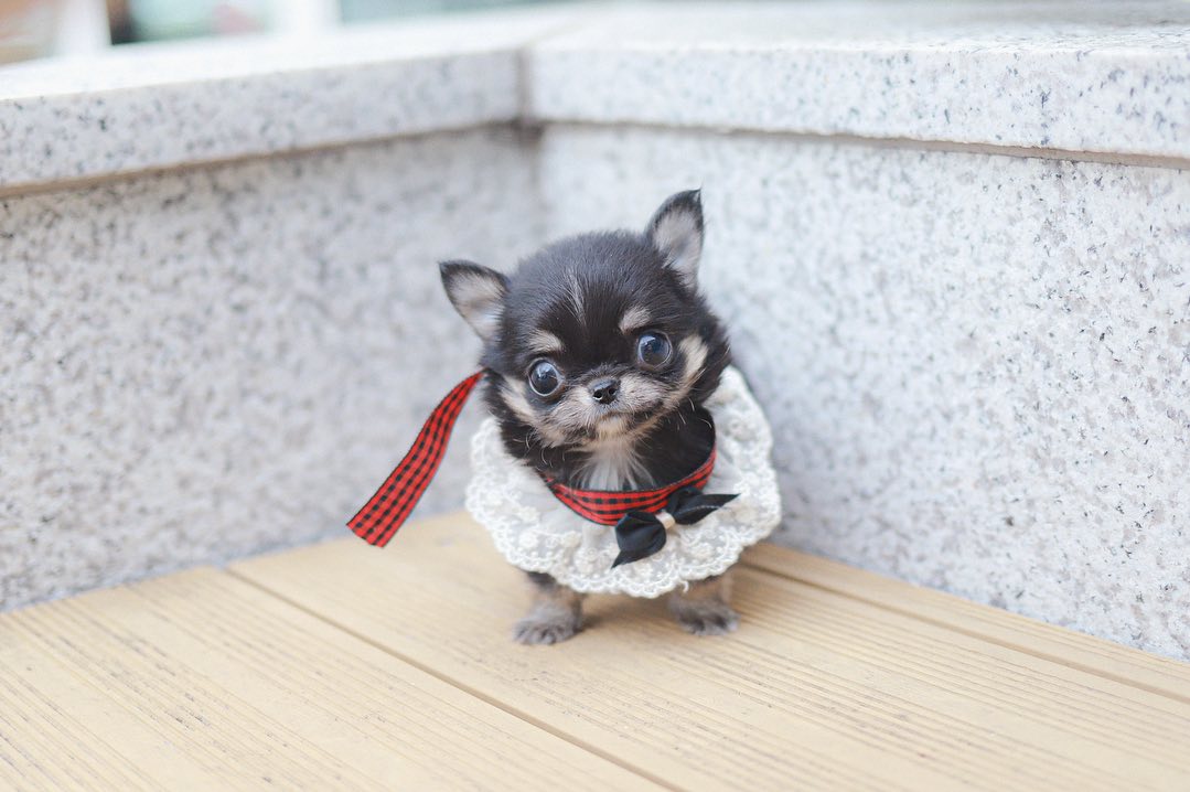 Teacup Chihuahuas for Sale by Owner at Premium Teacup Puppies